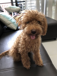 180827 Alice前.jpg