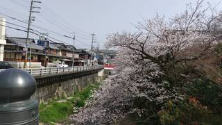 210401 水間寺さくら.jpg