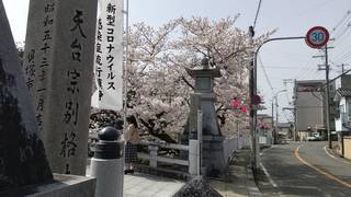210402 水間寺さくら2.jpg